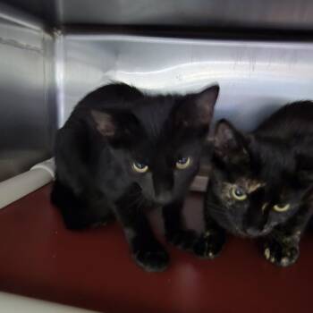 Ichabod 26-0595 -  Domestic Short Hair Cat for Adoption in Yanceyville, North Carolina - Ichabod 26-0595 | PetCurious