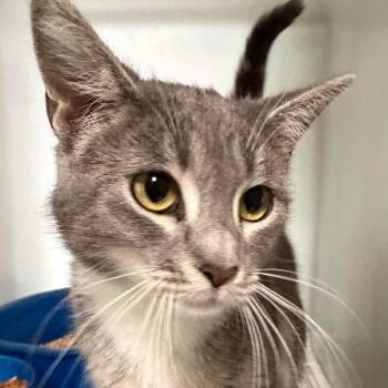 Norma (16928) -  Domestic Short Hair Cat for Adoption in Washington, District Of Columbia - Norma (16928) | PetCurious