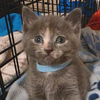 Echo -  Domestic Short Hair Cat for Adoption in Newport News, Virginia - Echo | PetCurious