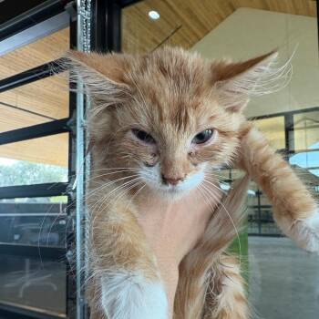 Scallop -  Domestic Medium Hair Cat for Adoption in Leander, Texas - Scallop | PetCurious