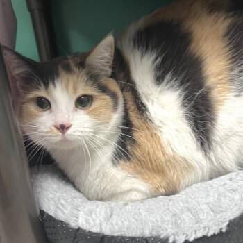Layla -  Domestic Short Hair Cat for Adoption in Owosso, Michigan - Layla | PetCurious