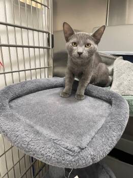 Yoda Tag 963 -  Domestic Short Hair Cat for Adoption in Central Islip, New York - Yoda Tag 963 | PetCurious