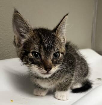 Domestic Short Hair Cats Available for Adoption in Tracy, California - NARCISO | PetCurious