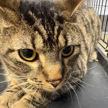 Shadow -  Domestic Short Hair Cat for Adoption in Dekalb, Illinois - Shadow | PetCurious