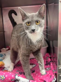 Francesca -  Domestic Short Hair Cat for Adoption in Pomona, New York - Francesca | PetCurious