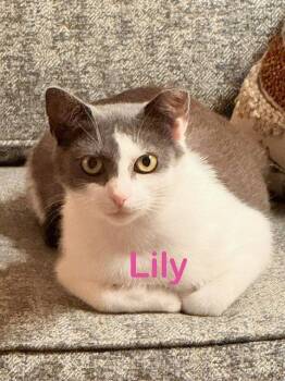 LILY -  Domestic Short Hair Cat Available for Adoption in New Bern, North Carolina - LILY | PetCurious