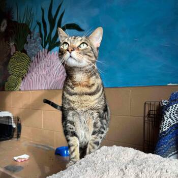 London Sky -  Domestic Short Hair Cat for Adoption in Oakland, California - London Sky | PetCurious