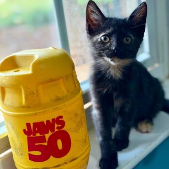 Orca -  Domestic Short Hair Cat for Adoption in Brownsboro, Alabama - Orca | PetCurious