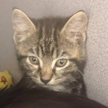 Maxene -  Domestic Short Hair Cat for Adoption in Evansville, Indiana - Maxene | PetCurious