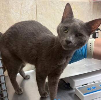 Zoey -  Domestic Short Hair Cat for Adoption in Honolulu, Hawaii - Zoey | PetCurious