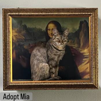Tabby Cats Available for Adoption in Los Angeles, California - Mia | PetCurious