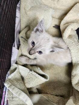 CUTE PIE -  Siamese Cat for Adoption in San Antonio, Texas - CUTE PIE | PetCurious