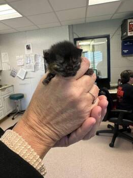 Domestic Short Hair Cats Available for Adoption - Carmine | PetCurious