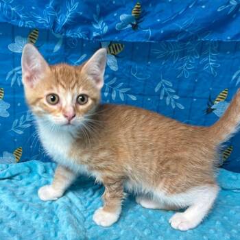 Lightning -  American Shorthair Cat for Adoption in Greenfield, Indiana - Lightning | PetCurious