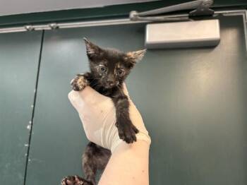 Domestic Short Hair Cats Available for Adoption in Thousand Palms, California - CRICKET | PetCurious