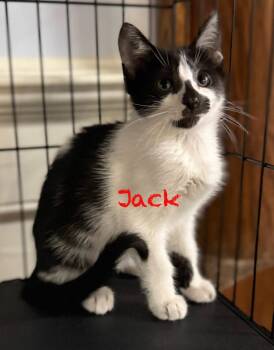 Domestic Short Hair Cats Available for Adoption in Pawleys Island, South Carolina - Jack | PetCurious