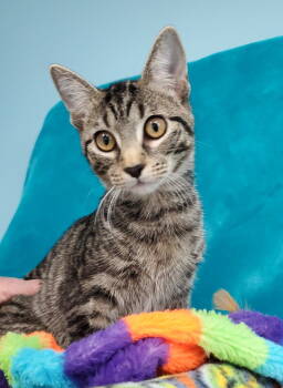 Rescue Domestic Short Hair Cats for Adoption in Greenville, Illinois - Dandelion (Dandy) | PetCurious
