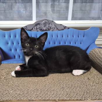 Freeway -  Domestic Short Hair Cat for Adoption in Lakewood, California - Freeway | PetCurious