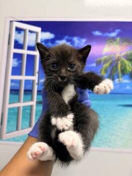 Domestic Short Hair Cats Available for Adoption in North Charleston, South Carolina - 3752B Stache Adoption Ambassador | PetCurious