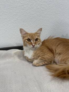 Meow -  Domestic Long Hair Cat for Adoption in Las Vegas, Nevada - Meow | PetCurious