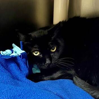 Domestic Short Hair Cats Available for Adoption in Walnut Creek, California - Flow | PetCurious