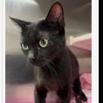 Snoopy -  Domestic Short Hair Cat for Adoption in Fayetteville, Georgia - Snoopy | PetCurious