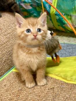 Lenny -  Domestic Short Hair Cat for Adoption in Sidney, Ohio - Lenny | PetCurious