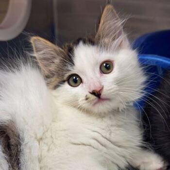 Gordon Cole -  Domestic Long Hair Cat for Adoption in Walnut Creek, California - Gordon Cole | PetCurious