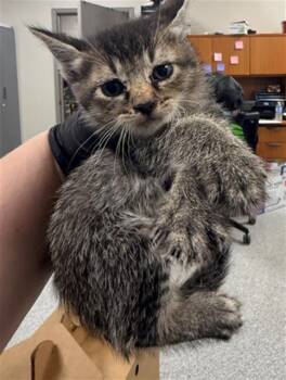 Domestic Short Hair Cats Available for Adoption in Pasadena, Texas - A184332 | PetCurious