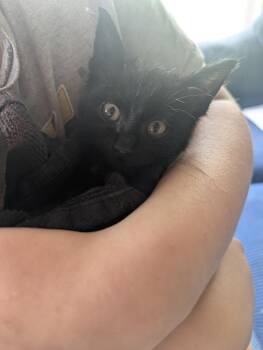 Road Runner -  Domestic Short Hair Cat for Adoption in Arthur, Ontario - Road Runner | PetCurious
