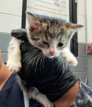 Sandy -  Domestic Short Hair Cat for Adoption in Nashville, Tennessee - Sandy | PetCurious