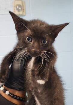 Domestic Short Hair Cats Available for Adoption in Lawrenceville, Georgia - If-11 | PetCurious