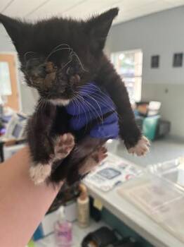 DEAN -  Domestic Short Hair Cat for Adoption in Palmetto, Florida - DEAN | PetCurious