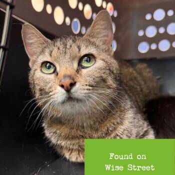Florida Evans -  Domestic Short Hair Cat for Adoption in Lynchburg, Virginia - Florida Evans | PetCurious