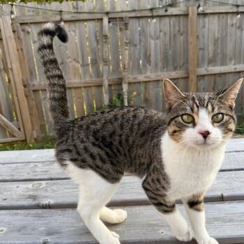 Rescue American Shorthair Cats for Adoption in Rochester, Minnesota - Found 34th St NW, Rochester MN | PetCurious