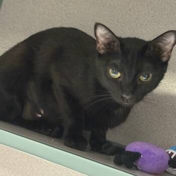 Rescue Domestic Short Hair Cats for Adoption in Port Charlotte, Florida - Tamera | PetCurious