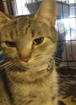 Layla -  Domestic Short Hair Cat for Adoption in PORT WENTWRTH, Georgia - Layla | PetCurious
