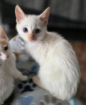 Abigail -  Siamese Cat for Adoption in Buford, Georgia - Abigail | PetCurious