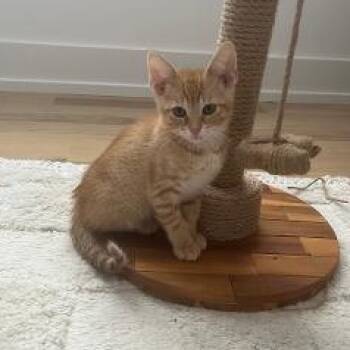 J Crew -  Domestic Short Hair Cat for Adoption in Mokena, Illinois - J Crew | PetCurious