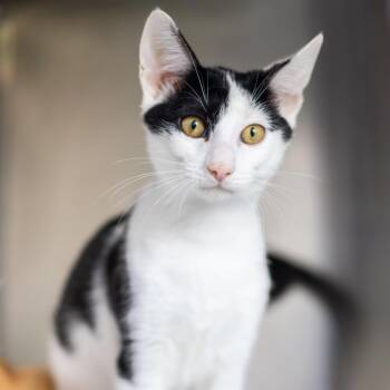 Bessie -  Domestic Short Hair Cat for Adoption - Bessie | PetCurious