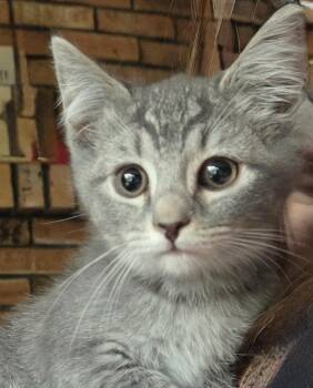 Granite -  American Shorthair and Tabby Cat for Adoption in Johnson City, Tennessee - Granite | PetCurious