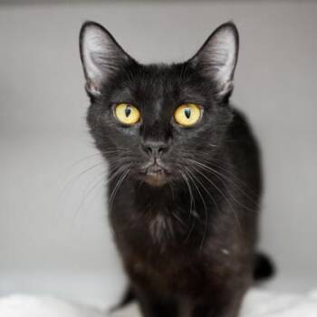 Cassiopeia -  Domestic Short Hair Cat for Adoption in Atlanta, Georgia - Cassiopeia | PetCurious