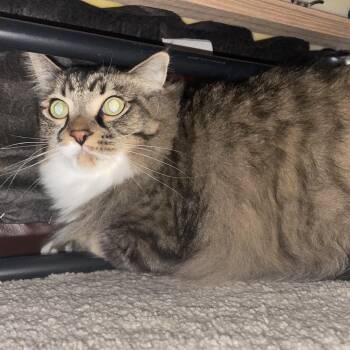 Mushroom -  Domestic Long Hair Cat for Adoption in Holly, Michigan - Mushroom | PetCurious