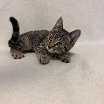 Domestic Short Hair Cats Available for Adoption - Odelia | PetCurious