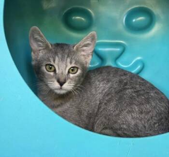 Melody -  Domestic Short Hair Cat for Adoption in Honolulu, Hawaii - Melody | PetCurious