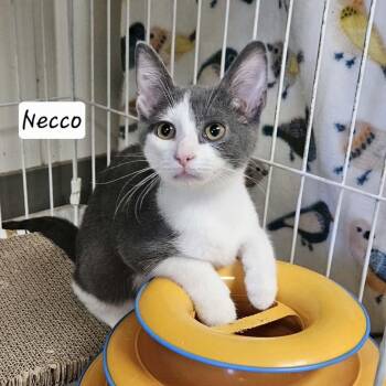 Necco -  Domestic Short Hair Cat for Adoption in Wapakoneta, Ohio - Necco | PetCurious