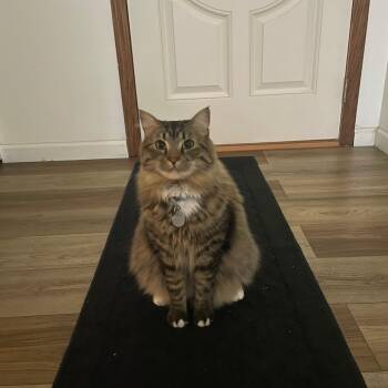 Spidey -  Domestic Long Hair and Maine Coon Cat for Adoption in Bristol, Indiana - Spidey | PetCurious
