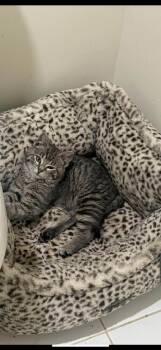 Tabby Cats Available for Adoption in Chicago, Illinois - Asher | PetCurious