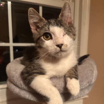 Domestic Short Hair Cats Available for Adoption - Slush  | PetCurious