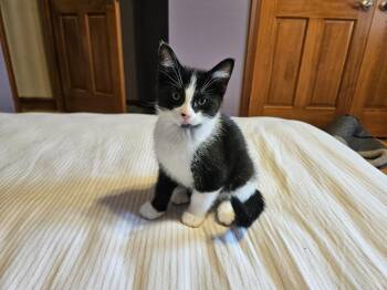 Elizabeth -  Domestic Short Hair Cat for Adoption in Findlay, Ohio - Elizabeth | PetCurious